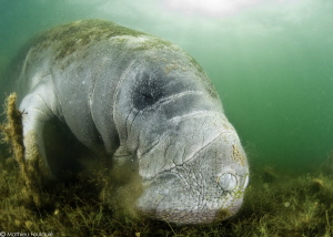 Manatee by Mathieu Foulquié 